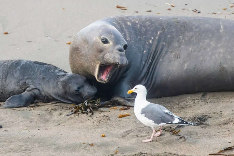 Elephant Seals