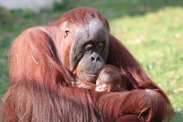 Orangutans