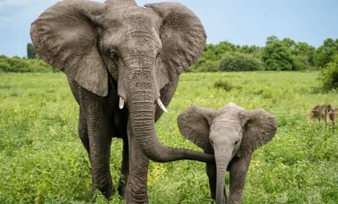 These Mothers Are The Best In The Animal Kingdom