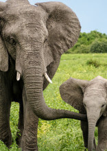 These Mothers Are The Best In The Animal Kingdom