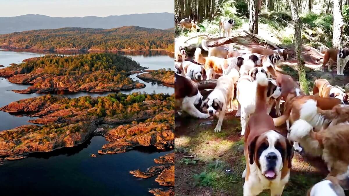 Ultra-Secluded Canadian Island Has Few People But Tons Of Free-Range St. Bernards