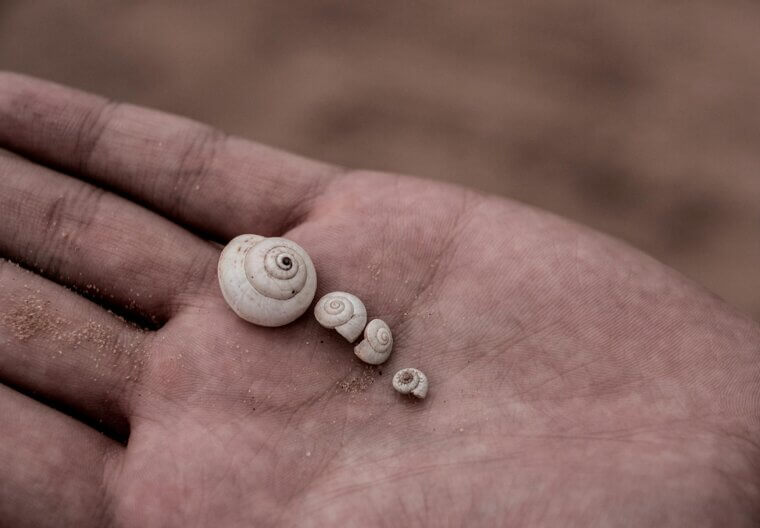Shell Collecting: Nature's Tiny Treasures