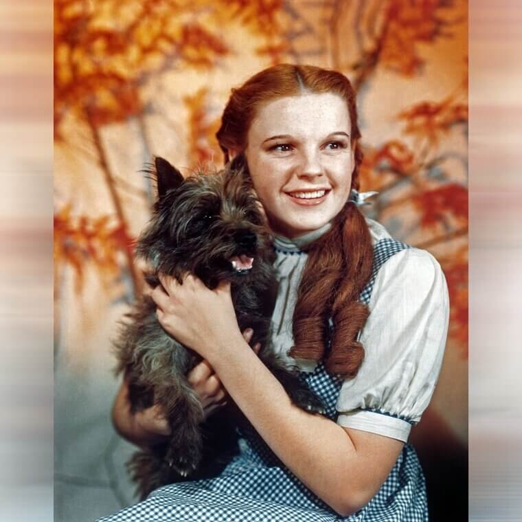 Toto Is Still the Most Famous Hollywood Dog
