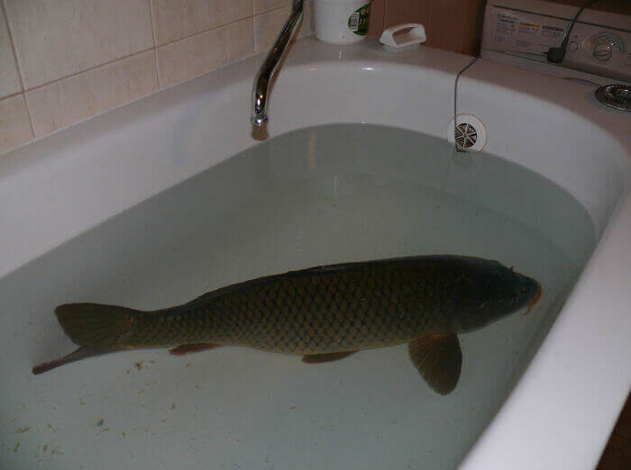 You May Find A Live Carp In A Bathtub During Christmas In Slovakia
