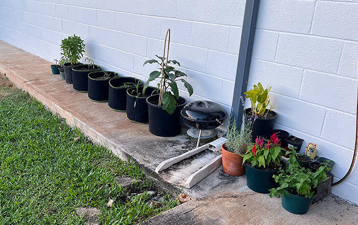 Growing Vegetables Is Apparently a Public Annoyance