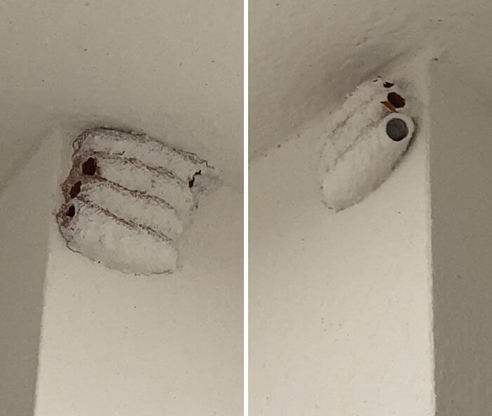 Don't Get Rid of Wasp Nests, Just Paint Over Them