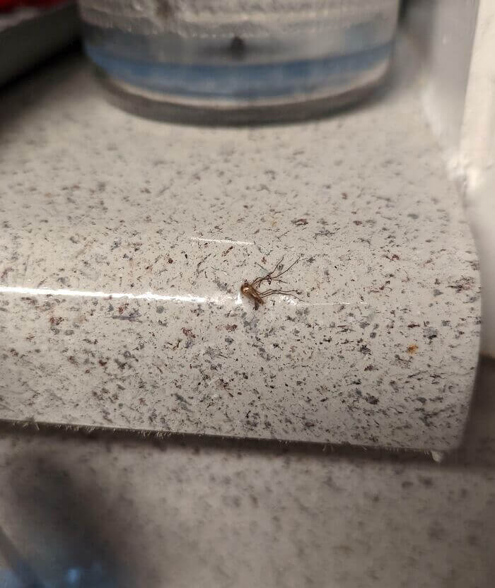 Sealing a Mosquito to the Countertop Must Be the Latest Home Design Trend