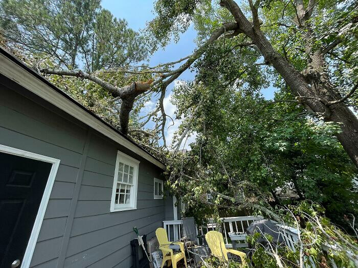 Don't Worry About the Trees Damaging the House, It's Decor