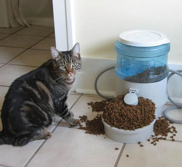 Don't Fill Up Your Cat's Food Bowl All the Way