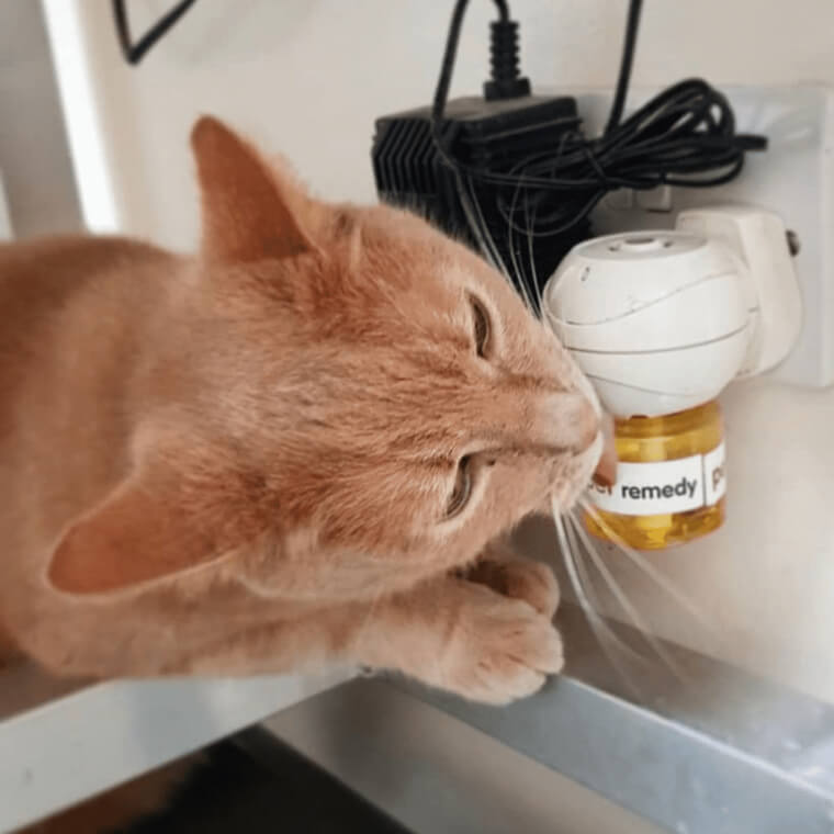 Use A Pheromone Diffuser To Alleviate Stress