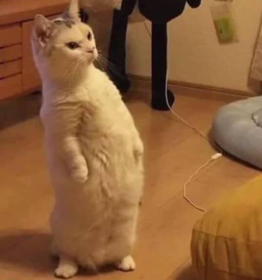 Be Wary When Blowing In Your Cats Face