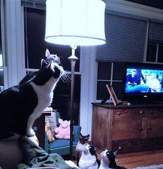 Keep Some Lights On For Your Cat