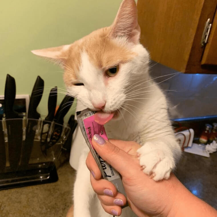 Reward Your Cat To Keep Them Interested In Lasers