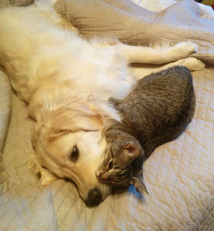 Beware When It Comes To Using Products Designed For Dogs