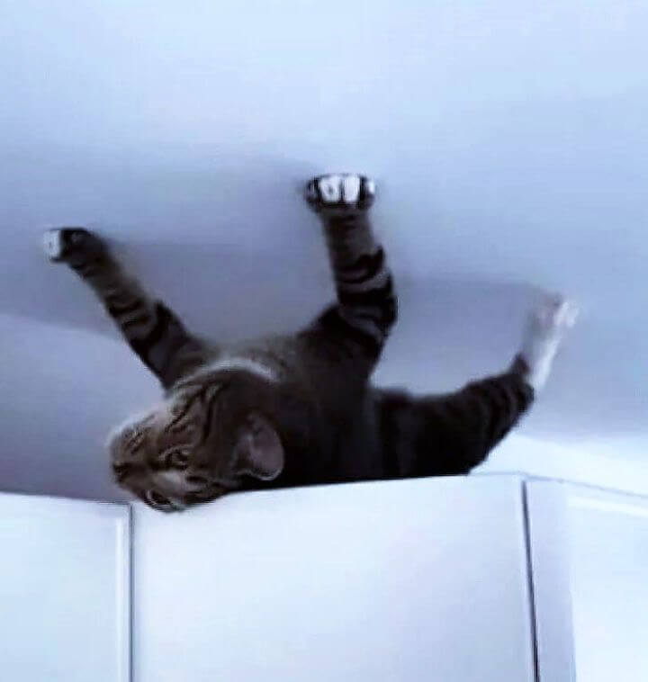 Cats (Usually) Land On Their Feet