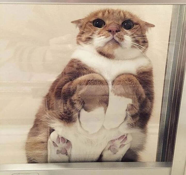 Most Cats Don't Like Belly Rubs