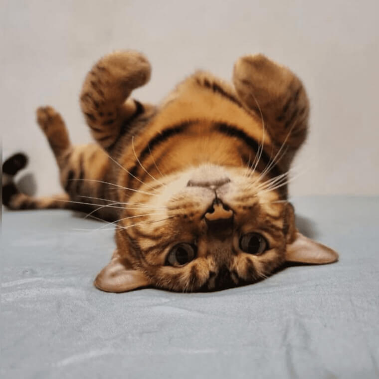 Get Pet Insurance For Unexpected Costs