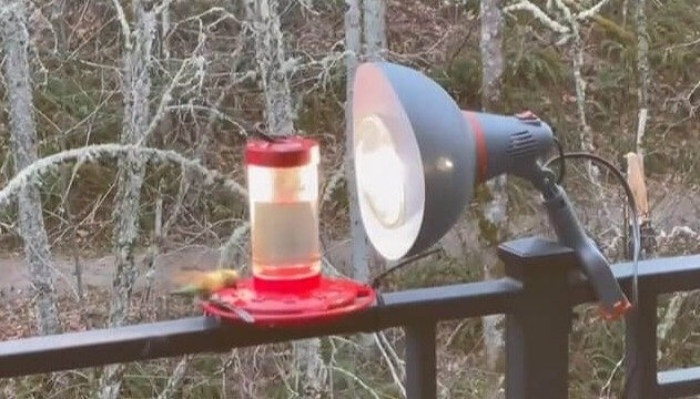 Les colibris se réchauffent à l'aide d'une chaufferette par temps glacial