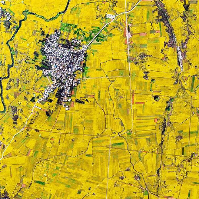 Boy, China Really Likes Canola