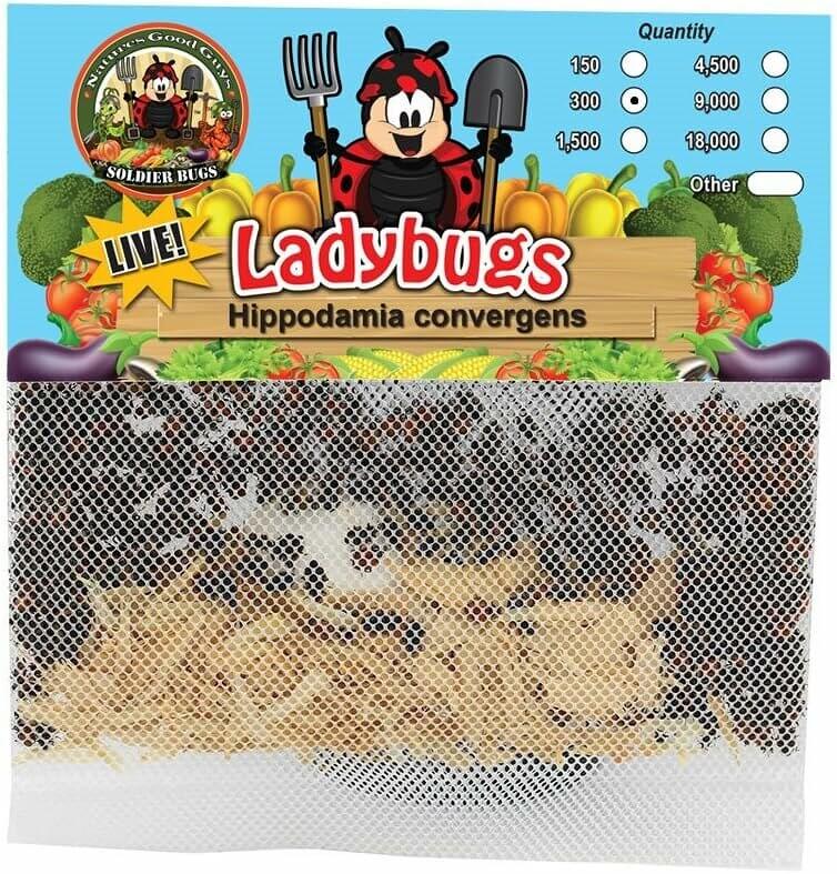 Live Ladybugs - Natural Pest Control for Your Garden
