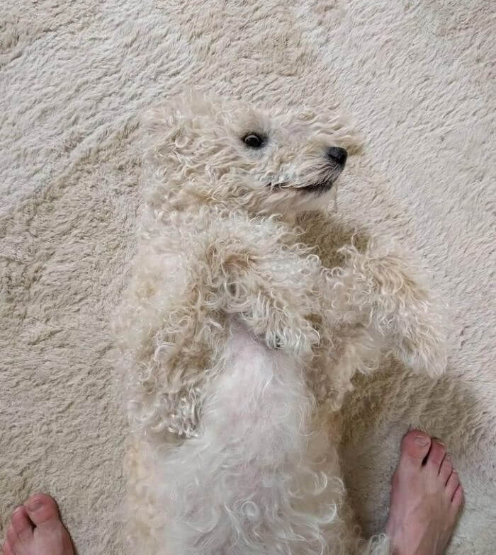 Deze hond mengt zich in het tapijt