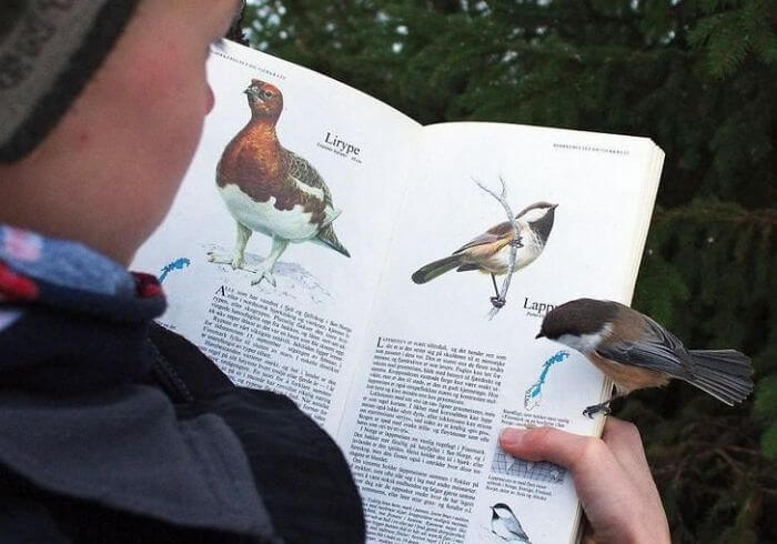 Deze vogel herkende zichzelf in een boek