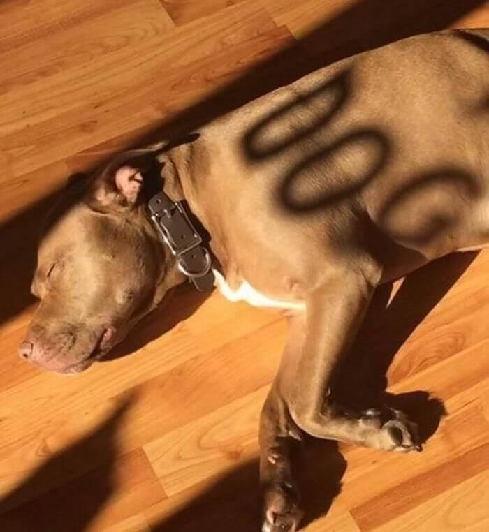 This Person's Dog Was Correctly Labeled