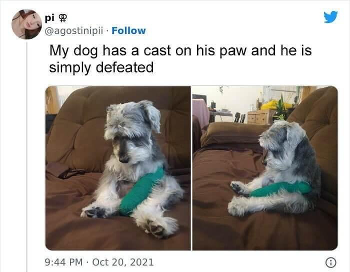 Puppies Sometimes Feel Sorry for Themselves