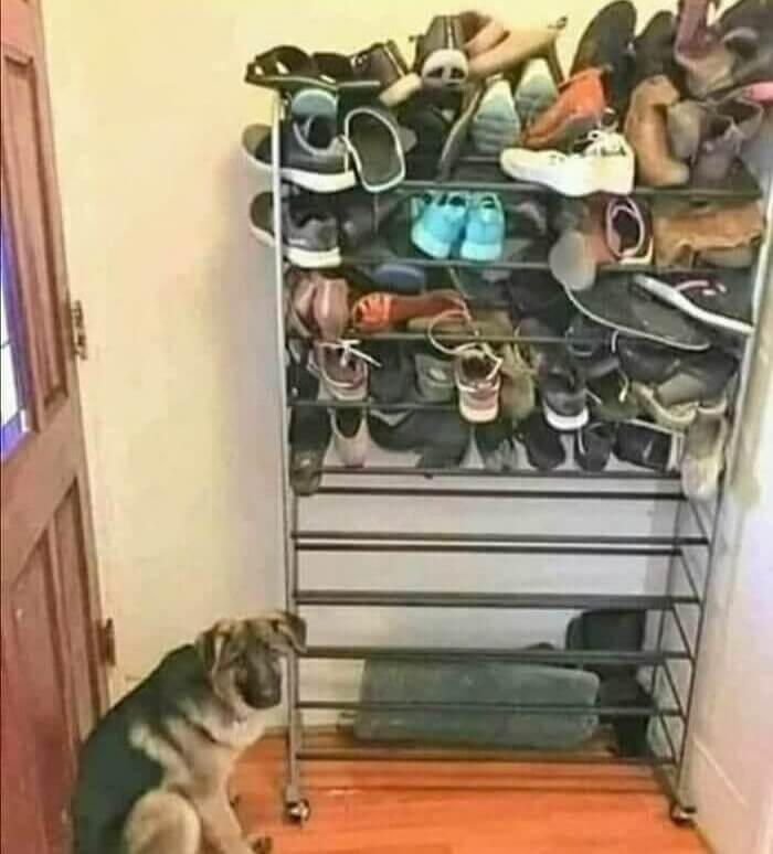 Loyal Doggie by Day, Shoe Thief by Night