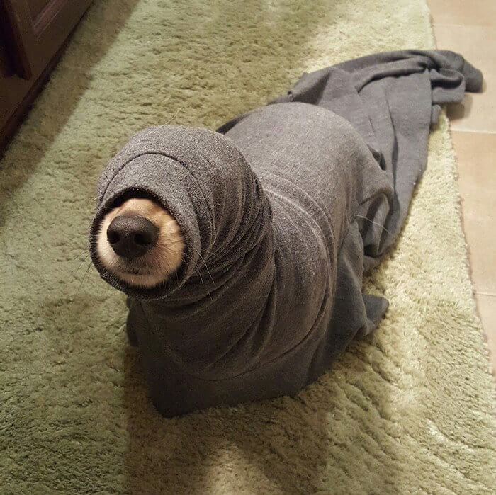 Dog or Seal?