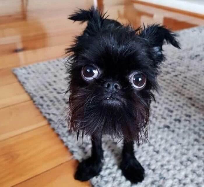 The Brussels Griffon