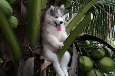 Funny Things Animals Have Done Without Realizing