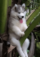 Funny Things Animals Have Done Without Realizing