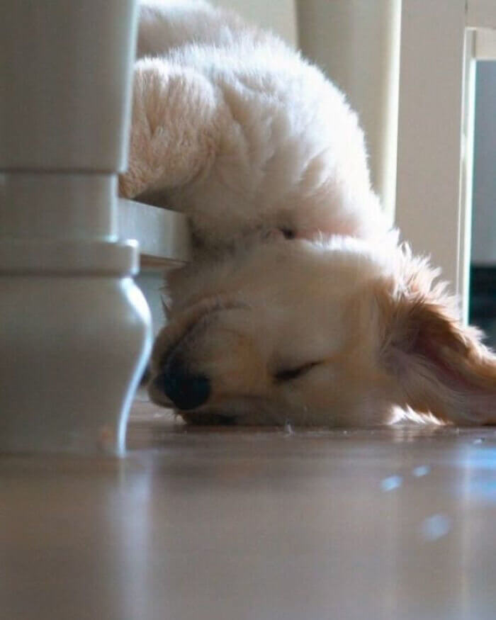 It's a Hard Pooch Life