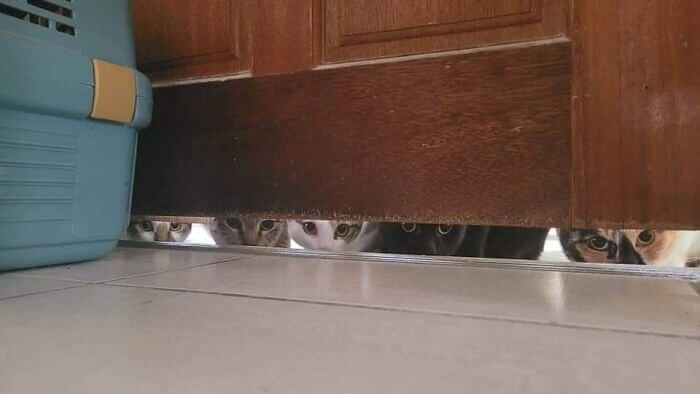 Peeping Toms