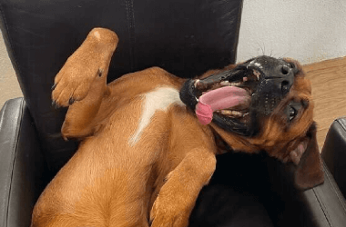Adorable and Funny Animal Photos That Will Put a Smile on Anyone's Face