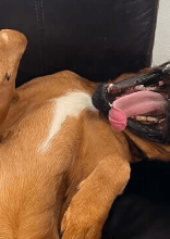Adorable and Funny Animal Photos That Will Put a Smile on Anyone's Face