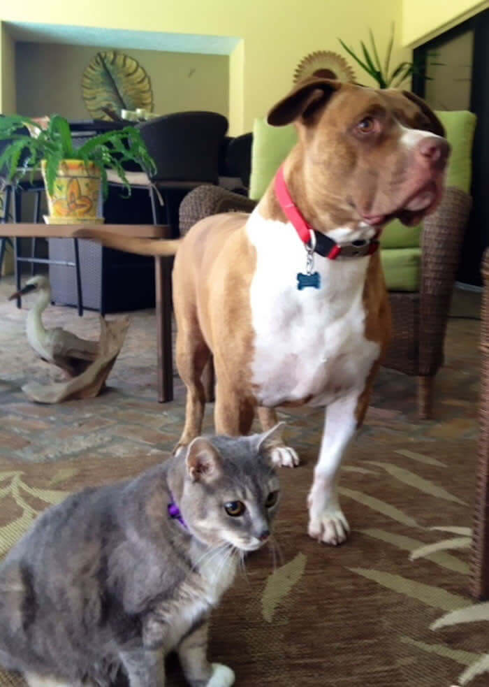 Jack Saved The Kitty From A Cayote Attack