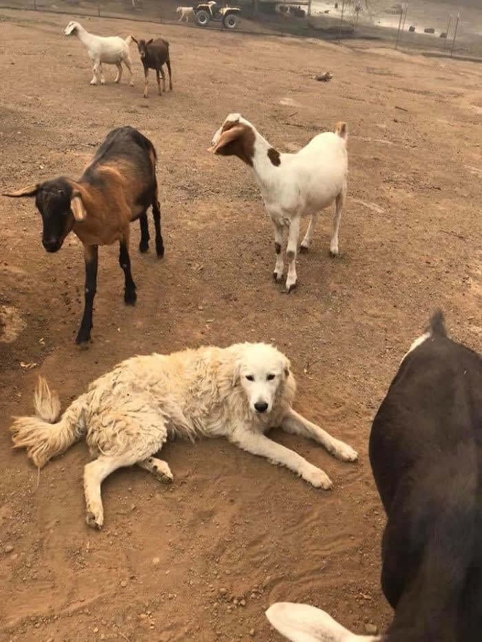 Dog Refused To Leave His Goats During A Wildfire