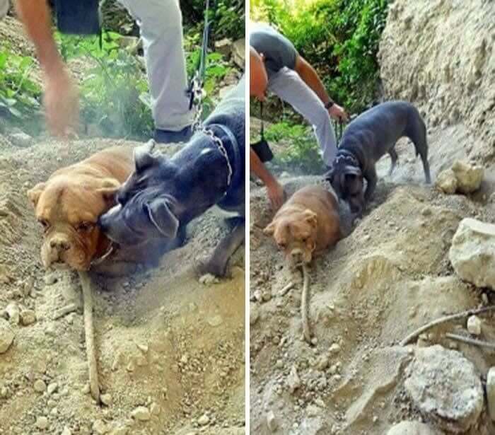This Dog Found A Friend Who Was Buried Alive