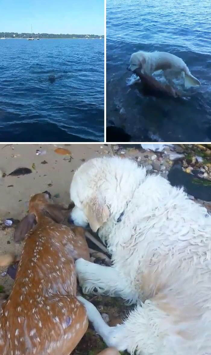 Storm Saved A Baby Deer From Drowning