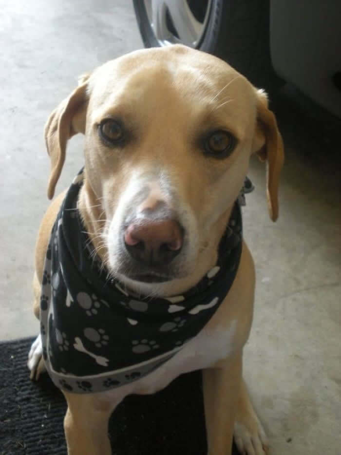 Cooper Detected A Heart Attack Before It Happened