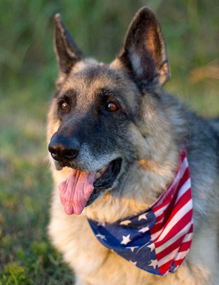 Luca Was Retired, But Jumped Into Action For One Last Search And Rescue Mission