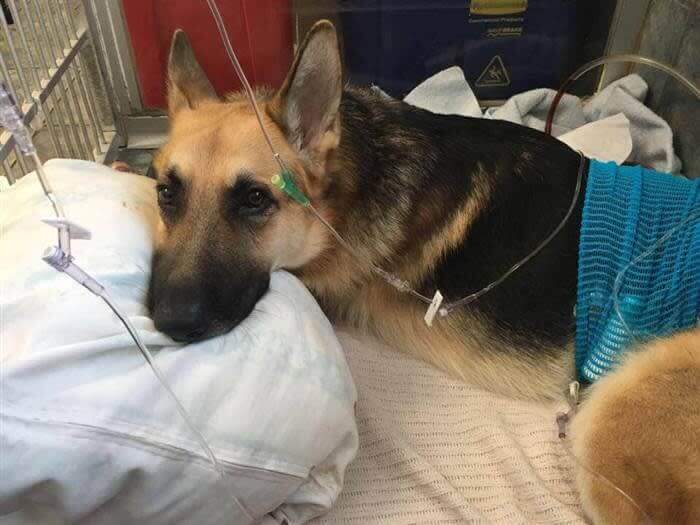 This Dog Took A Rattlesnake Bite To Save A Girl And Her Grandma