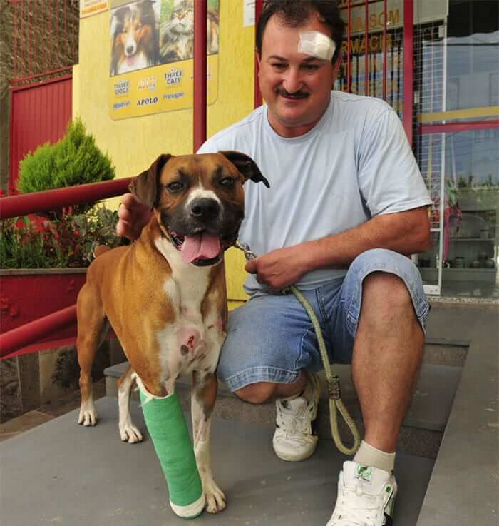 The Dog Was Wounded Saving His Owner From An Armed Robber