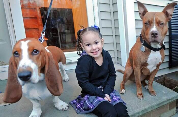 Callie And Abby Chased Away A Fox When It Attacked Their Owner
