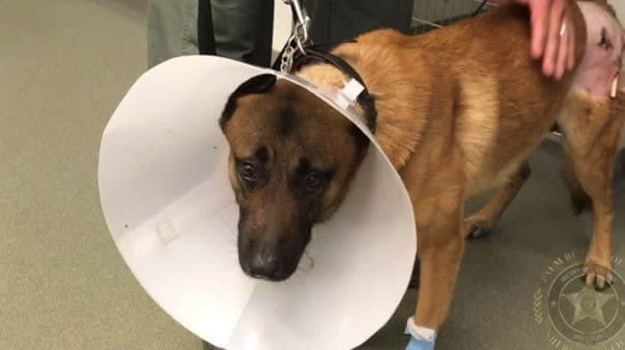 Kasper Saved His Partner From Being Fatally Shot