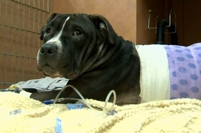 Mercey Protected His Owner From A Home Invasion