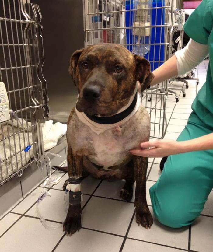 Chako Was Wounded While Protecting His Owner From An Abusive Partner