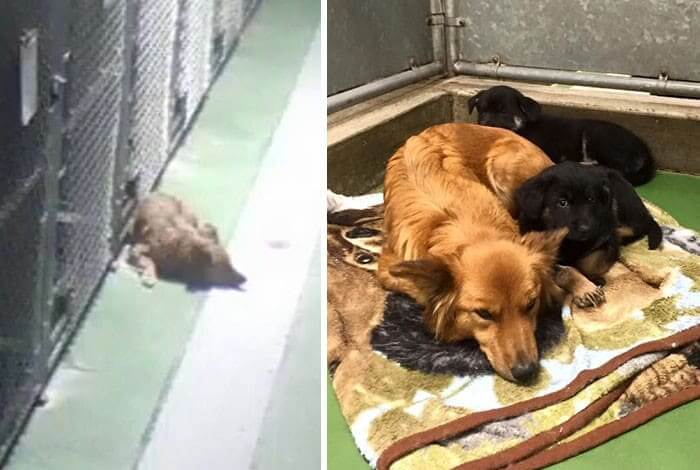 This Dog Snuck Out Of Her Cage To Comfort The Crying Puppies